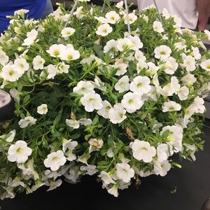 Meet your Posher, Hazel